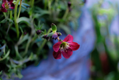 Close-up of red flowering plant