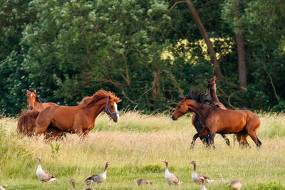 Horses in a field