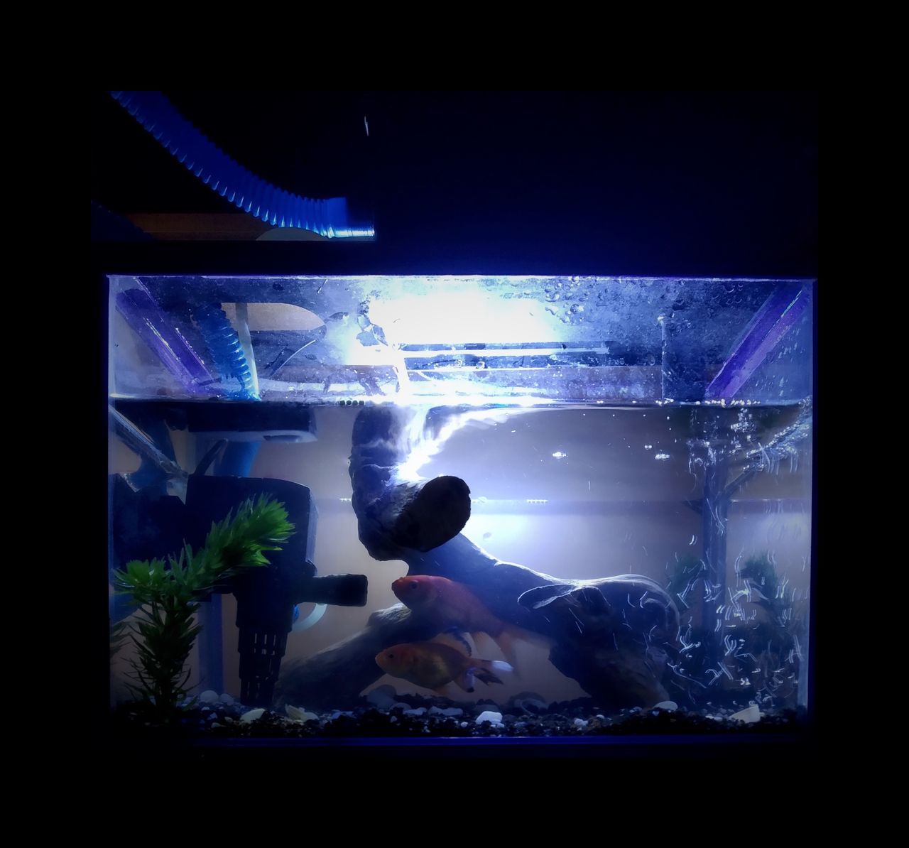 MAN SWIMMING IN AQUARIUM AT NIGHT