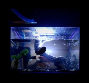 Man swimming in aquarium