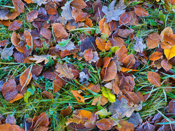 Full frame shot of dry leaves on field