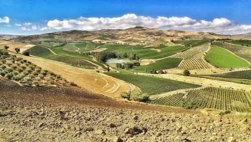 Scenic view of agricultural field against sky