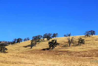 Trees on grassy landscape against clear blue sky