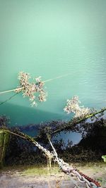 High angle view of flowering plants by lake