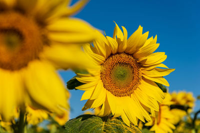 Close-up of sunflower against sky