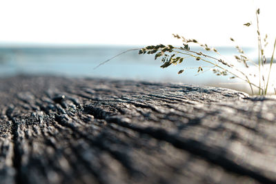 Close up picture of a wooden bench and a piece of grass
