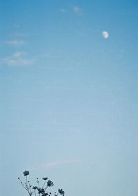 Low angle view of moon against clear blue sky