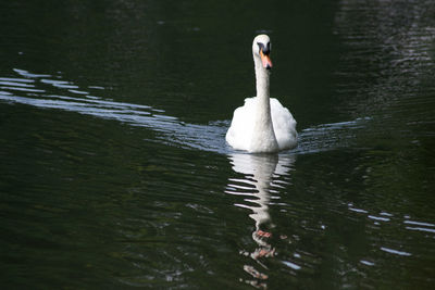 Swan swimming in lake