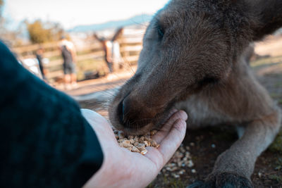 Close-up of hand eating outdoors