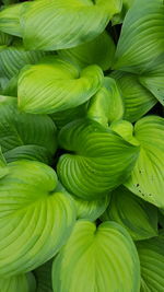 Full frame shot of green leaves