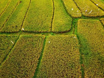 Aerial panorama of agrarian rice fields landscape like a terraced rice fields ubud bali indonesia