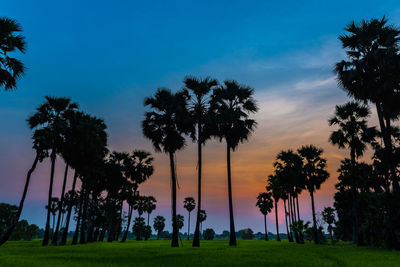 Low angle view of palm trees on field against sky