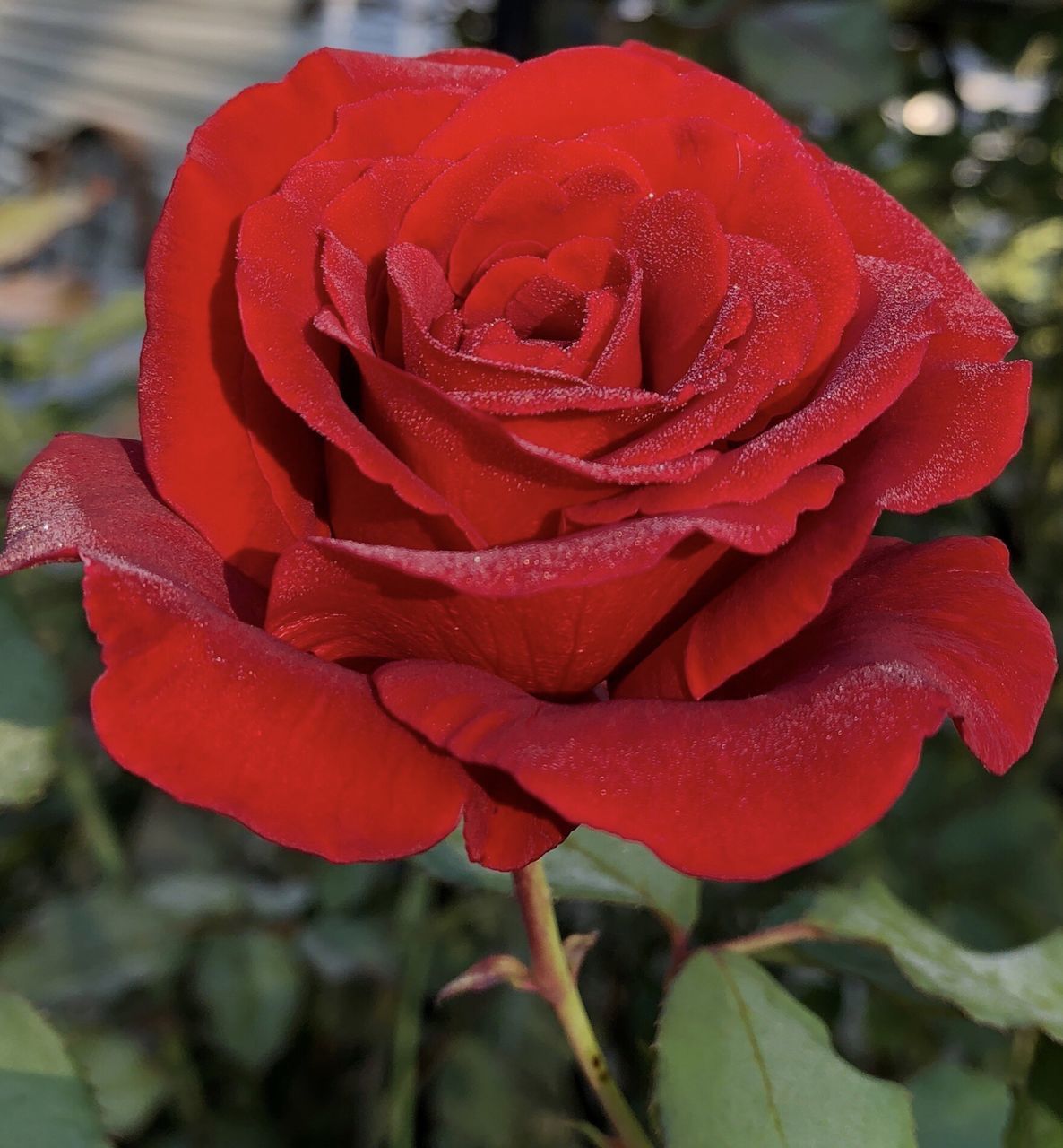 CLOSE-UP OF RED ROSE IN GARDEN
