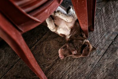 High angle view of dog relaxing below chair on boardwalk