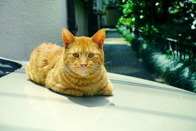 Portrait of cat resting on car hood