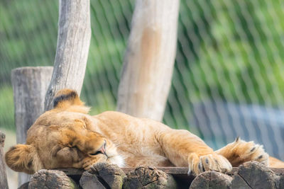 Cat sleeping in a zoo