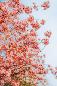 Low angle view of cherry blossom