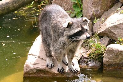 Cat in pond