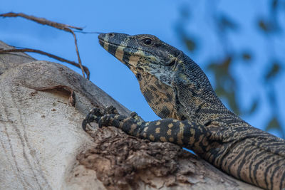 Close-up of monitor lizard on tree trunk