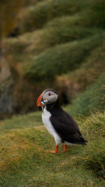 Puffin carrying saltwater eels in beak on grass