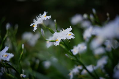 Close-up of white flowering plant