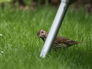 Close-up of thrush bird on grassy field