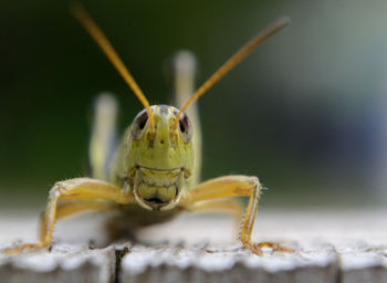 Close-up of insect