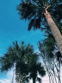 Low angle view of palm trees against blue sky