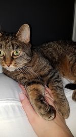 High angle view of cat relaxing on bed at home