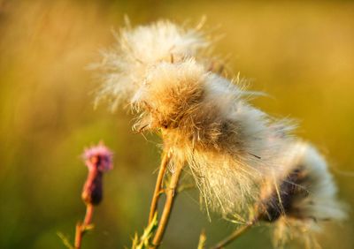 Close-up of wilted dandelion flowerflower in decay