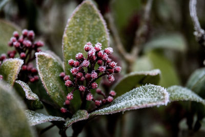 Close-up of pink flowering plant