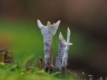 Close-up of mushrooms 