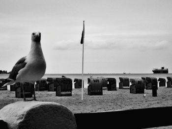 Seagull perching on wooden post at beach against sky