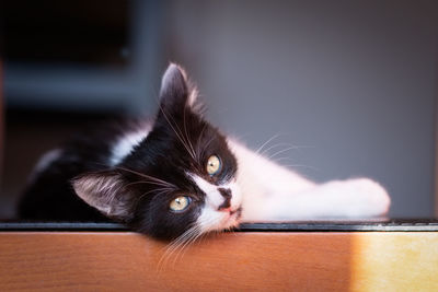 Beautiful black and white cat puppy lying on its side looks at the camera