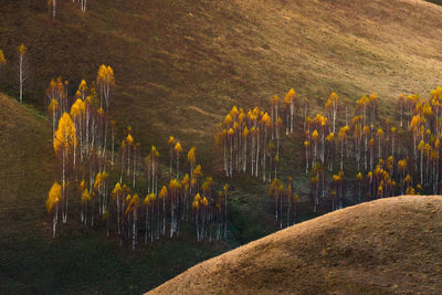 View of trees in forest