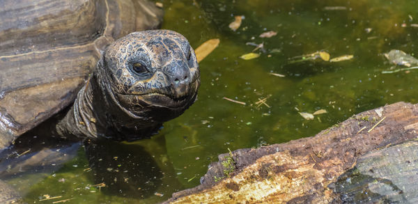 High angle view of turtle in pond