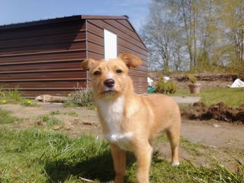 Portrait of dog standing on field