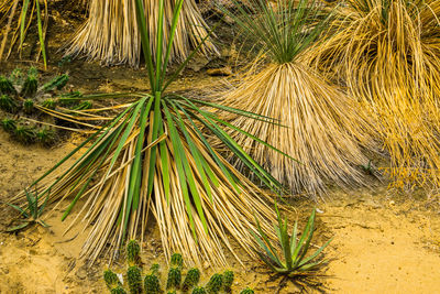 Close-up of coconut palm tree in field