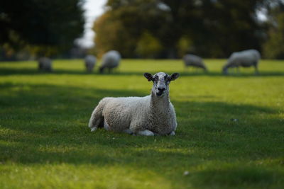 Portrait of sheep on grassy field