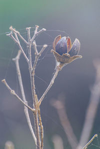 Close-up of dry spider web on plant