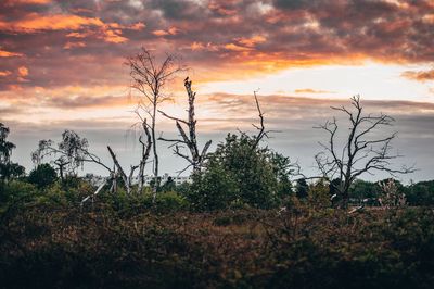 Plants growing on field against sky during sunset