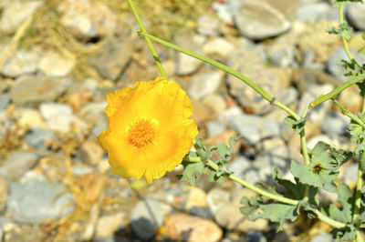 Close-up of yellow flowering plant on field