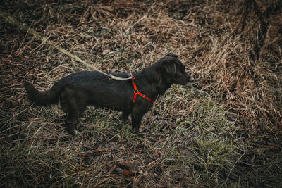 High angle view of dog on field