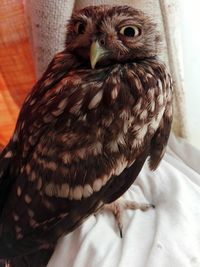 Close-up portrait of owl