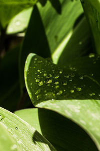 Close-up of dew drops on leaf