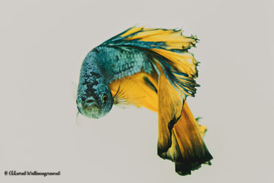 Close-up of yellow fish against white background