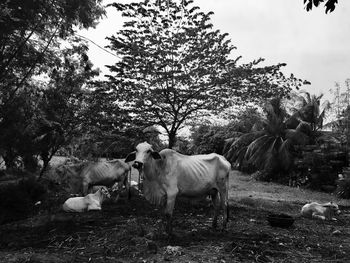 Cows on field against sky