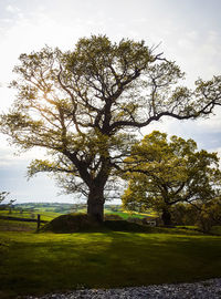 Scenic view of grassy field against sky