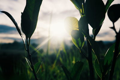 Close-up of fresh plants on field against sky