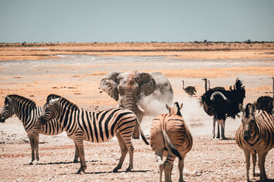 Zebras and zebra on land